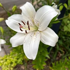 Meet your Posher, Lawbabie